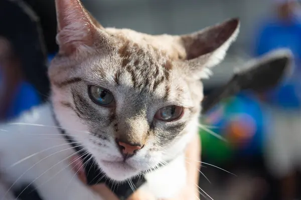 Stock image Salvador, Bahia, Brazil - June 30, 2024: A costumed cat is seen at the Barra Lighthouse in the city of Salvador, Bahia.