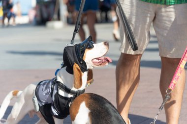Salvador, Bahia, Brezilya - 30 Haziran 2024: Köpekler Bahia 'nın Salvador kentindeki Farol da Barra' da kostümlü geçit töreni yaparken görüldü.