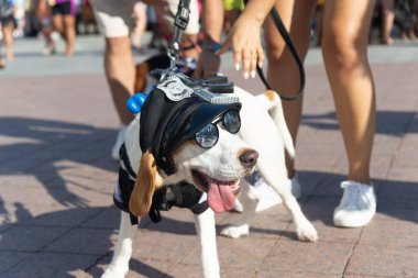 Salvador, Bahia, Brezilya - 30 Haziran 2024: Bahia 'nın Salvador kentindeki Farol da Barra' da karakterler gibi giyinmiş köpekler görülüyor.