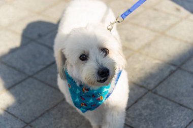 Salvador, Bahia, Brezilya - 30 Haziran 2024: Köpekler Bahia 'nın Salvador kentindeki Farol da Barra' da kostümlü geçit töreni yaparken görüldü.