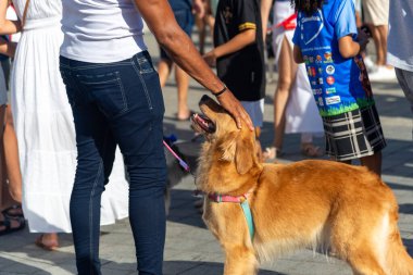 Salvador, Bahia, Brezilya - 30 Haziran 2024: Köpekler Bahia 'nın Salvador kentindeki Barra deniz fenerinde yürürken giyinip süslenmişler..
