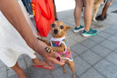Salvador, Bahia, Brezilya - 30 Haziran 2024: Köpekler Bahia 'nın Salvador kentindeki Farol da Barra' da kostümlü geçit töreni yaparken görüldü.