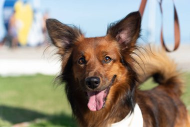 Salvador, Bahia, Brezilya - 30 Haziran 2024: Köpekler Bahia 'nın Salvador kentindeki Barra deniz fenerinde yürürken giyinip süslenmişler..