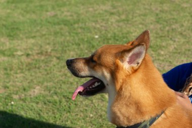 Salvador, Bahia, Brezilya - 30 Haziran 2024: Bahia 'nın Salvador kentindeki Farol da Barra' da karakterler gibi giyinmiş köpekler görülüyor.