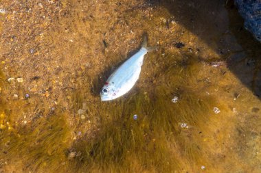 Sahilde suda yüzen ölü bir balık görüntüsü. 