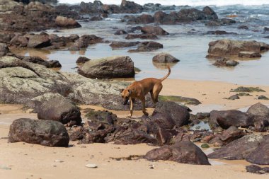 Kumsalda, karanlık kayaların arasında yürüyen kahverengi bir köpek. Sokak hayvanı.