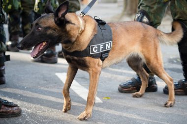 Salvador, Bahia, Brezilya - 07 Eylül 2024: Brezilya Bağımsızlık Günü 'nde ordu askerleri köpeklerle görüldü. Bahia, Salvador şehri..