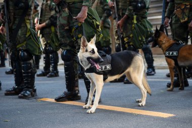 Salvador, Bahia, Brezilya - 07 Eylül 2024: Brezilya Bağımsızlık Günü 'nde asker köpekler görüldü. Bahia, Salvador şehri..