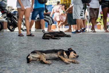 Salvador, Bahia, Brezilya - 27 Aralık 2019: Bahia 'nın Salvador kentindeki Senhor do Bonfim kilisesinde açık hava ayini sırasında yerde uyuyan iki köpek görülüyor..