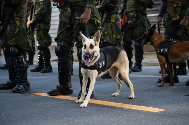 Salvador, Bahia, Brezilya - 07 Eylül 2024: Brezilya Bağımsızlık Günü 'nde ordu askerleri köpeklerle görüldü. Bahia, Salvador şehri..