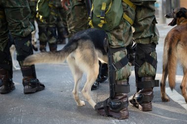Salvador, Bahia, Brezilya - 07 Eylül 2024: Brezilya Bağımsızlık Günü 'nde asker köpekler görüldü. Bahia, Salvador şehri..