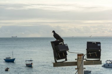 Salvador, Bahia, Brazil - September 14, 2024: View of a pigeon on top of a pole on the beach of Porto da Barra in the city of Salvador, Bahia. clipart