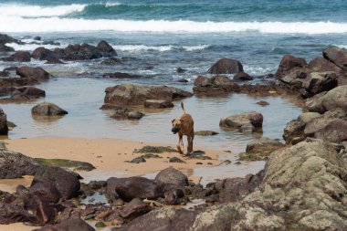 Kumsalda, karanlık kayaların arasında yürüyen kahverengi bir köpek. Sokak hayvanı.