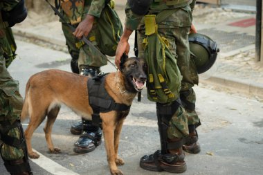  Brezilya 'nın Bağımsızlık Günü' nde asker köpekler görüldü. Bahia, Salvador şehri..