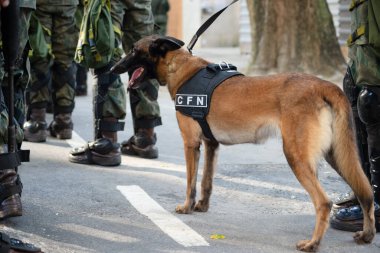  Brezilya 'nın Bağımsızlık Günü' nde ordu köpeği görüldü.. 