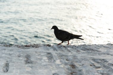 A black pigeon on top of a concrete wall against the sea in the background. wildlife clipart