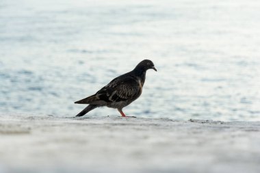 Arka planda, beton bir duvarın üzerinde, denize karşı duran siyah bir güvercin. Vahşi yaşam