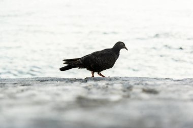 A black pigeon on top of a concrete wall against the sea in the background. wildlife clipart