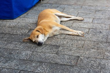 Pelourinho sokaklarında uyuyan başıboş bir köpek. Evsiz hayvan.. 