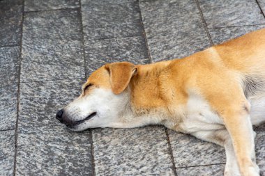 Pelourinho sokaklarında uyuyan başıboş bir köpek. Evsiz hayvan.. 