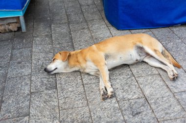 Pelourinho sokaklarında uyuyan başıboş bir köpek. Evsiz hayvan.. 