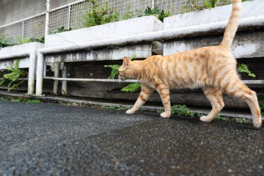 Kahverengi bir sokak kedisi Pelourinho sokaklarında yürüyor. Evsiz hayvan. Salvador, Bahia.