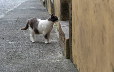 Pelourinho 'da sokakta yürüyen siyah beyaz bir kedi. Evsiz hayvan. Salvador, Bahia.