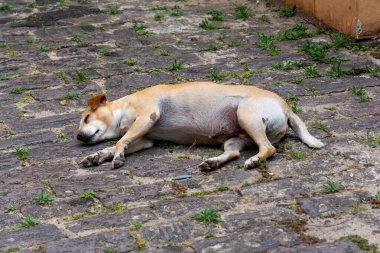Pelourinho 'da bir caddenin kaldırımında uyuyan kahverengi bir köpek. Evsiz hayvan. Salvador, Bahia.