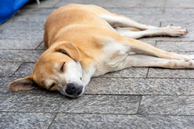 Pelourinho sokaklarında uyuyan başıboş bir köpek. Evsiz hayvan. Salvador, Bahia