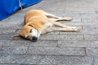 Pelourinho sokaklarında uyuyan başıboş bir köpek. Evsiz hayvan. Salvador, Bahia