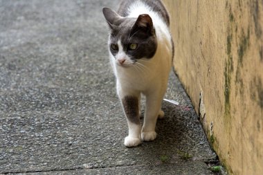 Pelourinho 'da sokakta yürüyen siyah beyaz bir kedi. Evsiz hayvan. Salvador, Bahia.