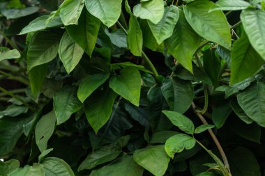 Photo of several green leaves of a plant. Preserved nature, environment. Brazil clipart