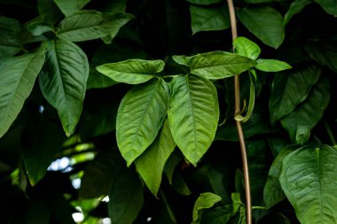 Branches of several green leaves of a plant. Preserved nature, environment. Brazil clipart