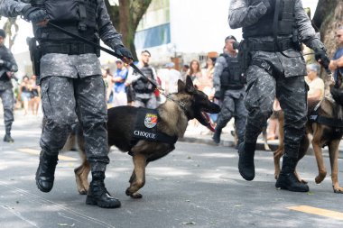 Salvador, Bahia, Brezilya - 07 Eylül 2024: Köpekli askeri polis askerleri Brezilya Bağımsızlık Günü 'nde geçit töreni yaparken görüldü. Salvador, Bahia.