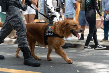 Salvador, Bahia, Brezilya - 07 Eylül 2024: Köpekli askeri polis askerleri Brezilya Bağımsızlık Günü 'nde geçit töreni yaparken görüldü. Salvador, Bahia.