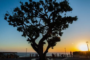 Salvador, Bahia, Brezilya - 19 Eylül 2019: Halkın görüntüsü ve gün batımında Bahia 'nın Salvador şehrinde büyük bir ağaç.