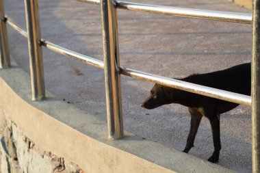 Demir bir çitin içinden bakan siyah bir köpek, sokak hayvanı. Evsiz. Terk edilmiş hayvan.