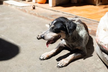 Sıcak zeminde yatan siyah beyaz bir köpek. Sokak hayvanı