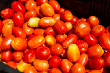 Satılık kırmızı domatesler. Meyve açısından zengin olan meyve, A, B, C, K vitaminleri ve potasyum, kalsiyum, magnezyum ve demir gibi mineraller. Sağlıklı yemek.