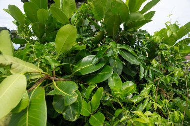 Yeşil yapraklı bitkilerle dolu bir çerçeve. Yaşayan doğa. Pelourinho, Brezilya