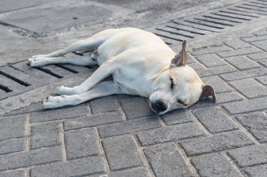 Açık beyaz köpek bir caddenin zemininde uyuyor. Evcil hayvan. Salvador, Brezilya