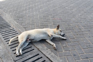 Açık beyaz köpek bir caddenin zemininde uyuyor. Evcil hayvan. Salvador, Brezilya