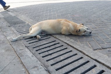 Açık beyaz köpek bir caddenin zemininde uyuyor. Evcil hayvan. Salvador, Brezilya