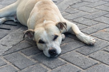 Sokakta uyuyan hafif beyaz bir köpeğe yaklaş. Evcil hayvan. Salvador, Brezilya