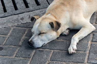 Sokakta uyuyan hafif beyaz bir köpeğe yaklaş. Evcil hayvan. Salvador, Brezilya