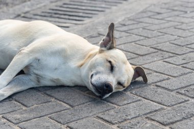 Açık beyaz köpek bir caddenin zemininde uyuyor. Evcil hayvan. Salvador, Brezilya