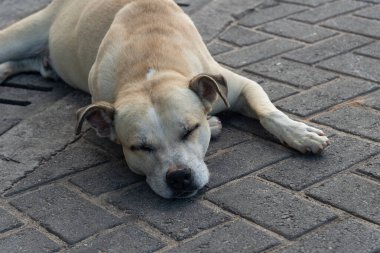 Sokakta uyuyan hafif beyaz bir köpeğe yaklaş. Evcil hayvan. Salvador, Brezilya