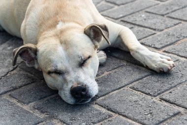 Sokakta uyuyan hafif beyaz bir köpeğe yaklaş. Evcil hayvan. Salvador, Brezilya