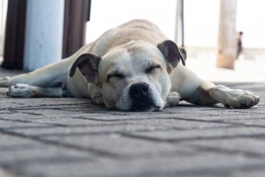Sokakta uyuyan hafif beyaz bir köpeğe yaklaş. Evcil hayvan. Salvador, Brezilya