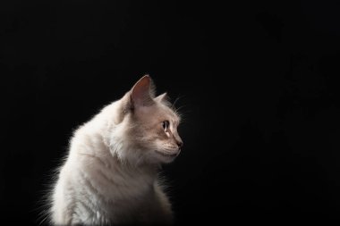 Yan tarafa bakan mavi gözlü güzel beyaz kedinin portresi. Ciddi evcil hayvan. Siyah arka planda izole edilmiş. Sevimli evcil hayvan..